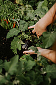 Hands harvesting aubergine plant (Solanum melongena) in the garden