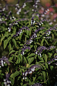 Salbei (Salvia) im sonnigen Garten im Herbst