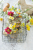 Arrangement aus Schlüsselblumen (Primula veris) in Eierschale und Küchenschelle (Pulsatilla) und Nestchen aus Heu im Drahtkorb