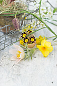 Arrangement aus  Narzisse (Narcissus), Schlüsselblumen (Primula veris) in Eierschale, Küchenschelle (Pulsatilla) und Schachbrettblume (Fritillaria meleagris) vor Drahtkorb