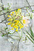 Sträußchen aus Schlüsselblumen (Primula veris) und Küchenschelle (Pulsatilla) im Weckglas