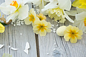 Frühlingsprimeln (Primula), Narzissen (Narcissus) und Hagelzucker auf Holzuntergrund