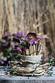 Orientalischer Nieswurz (Helleborus orientalis), Primeln (Primula) und Wintergrashalme im Tongefäß, umwickelt mit Kränzchen