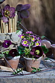 Primroses and Oriental hellebore in clay pots