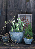 Schneeglöckchen (Galanthus) und Zypresse in Schalen, Zweige der Kornelkirschen (Cornus mas) und Bild eines Zapfen aus Metall