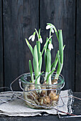 Schneeglöckchen (Galanthus) mit Zwiebeln im Glas