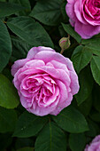 Rosa (Rosa) 'Gertrude Jekyll' with bud and dark green foliage