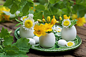 Eierschalen als Vase mit Frühlingsblüten, Sumpfdotterblumen (Caltha palustris), Chrysanthemenblüten (Chrysanthemum) und Waldmeisterblüte (Galium odoratum)