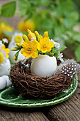 Eierschale mit Sumpfdotterblume (Caltha palustris) im Osternest, close-up