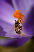 Biene auf orangefarbenem Stempel in Krokusblüte (crocus), Makroaufnahme