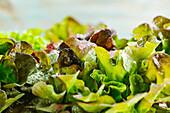 Fresh oak leaf salad with water droplets