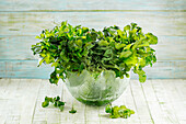 Fresh lettuce in a glass bowl