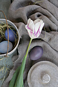 Arrangement mit Tulpen (Tulipa) und Ostereiern auf grauem Stoff