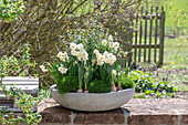 Narzissen 'Bridal Crown' (Narcissus) und Sternmoos in Blumenschale auf der Terrasse