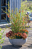 Blumenschale mit Zierquitte, Purpurglöckchen 'Baby Bells amberous' und Goldlack 'Winter Passion'