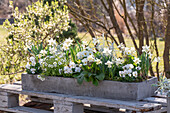 Narissen; 'Sail Boat'; saxifrage; horned violet; ragweed