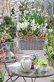 Blumenampel mit Kegelblume, Hyazinthen, Märzenbecher, Kohl und Salatblätter in Kaffeetassen auf Terrassentisch