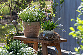 Grape hyacinths; Mountain Lady'; Saxifrage;