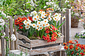 Blumenkasten mit Primel 'Nectarine', Narzisse 'Geranium' und Goldlack 'Winter Flame' auf der Terrasse