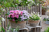 Blumenschalen mit Schleifenblume 'Pink Ice', Gänsekresse 'Pink Gem', Primel 'Spring Bouquet' auf der Terrasse