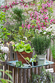 Rosemary, lettuce, chives