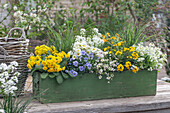 Primrose &#39;Sunny Yellow&#39;; Horned violet; Goose cress &#39;Alabaster&#39;; Saxifrage; Candytuft &#39;Candy Ice&#39;; Gold lacquer &#39;Winter Power&#39;; Grasses
