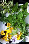 Wild herbs and edible flowers