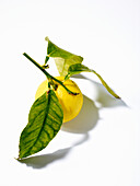 Eine Zitrone mit Blättern