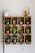 Wooden shelf with houseplants and monkey-shaped candle holder on the wall