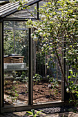 Blick in ein Gewächshaus mit weiß blühendem Schneeballbusch (Viburnum) im Vordergrund