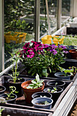 Flowering potted plants in a greenhouse on a bench