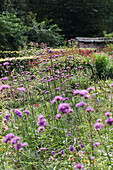 Purple verbena (Verbena bonariensis) in the summer garden in front of a dense hedge