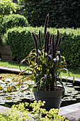 Grasses in a plant pot next to a water lily pond in the garden