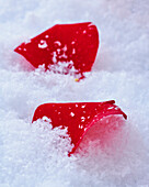 Red rose petals in the snow