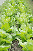 Young pointed cabbage plants in the vegetable patch with weeds