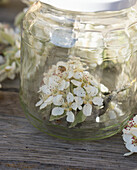 Kirschblüten mit Marienkäfer im Glasbehälter