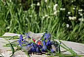 Vorbereitung für Kranz aus Traubenhyazinthen (Muscari) als Osternest, mit Osterei und Federn