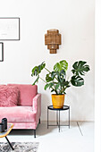 Pink sofa and monstera plant in a yellow pot in a modern living room