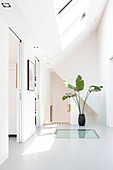 Bright hallway with skylight, floor window and large banana leaf in a black pot