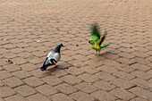 Parakeet flapping wings at pigeon on cobblestone\n