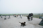 Dog playing with donkey and goats on foggy, rural farm, Wiendorf, Germany\n