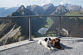 Portrait cute dog laying at scenic gondola station with view of Hoher Kasten mountains, Switzerland\n