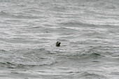 Robbe schwimmt im Meer, Duncansby, Schottische Highlands, Schottland