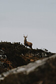Deer with antlers standing on top of hill below cloudy sky, Assynt, Sutherland, Scotland\n