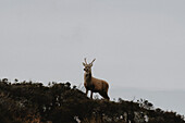 Hirsch stehend auf einem Hügel unter Wolken, Assynt, Sutherland, Schottland
