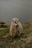 Faroese sheep standing on hill above water, Fossa, Haldarsvik, Faroe Islands\n