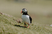 Papageientaucher stehend im sonnigen Gras, Mykines, Färöer Inseln