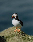 Papageientaucher stehend im sonnigen Gras, Mykines, Färöer Inseln