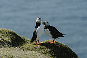 Puffin birds on sunny, grassy hill, Mykines, Faroe Islands\n