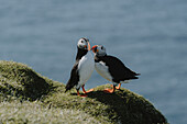 Papageientaucher auf sonnigem, grasbewachsenem Hügel, Mykines, Färöer Inseln